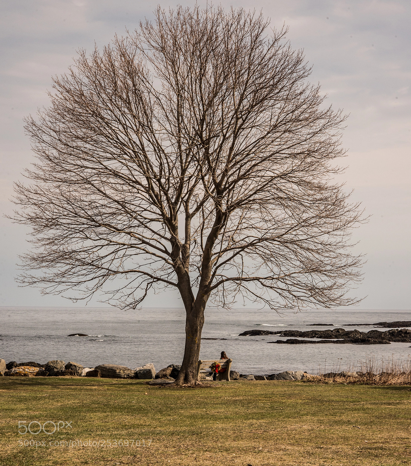 Nikon D610 sample photo. Sitting under a tree photography