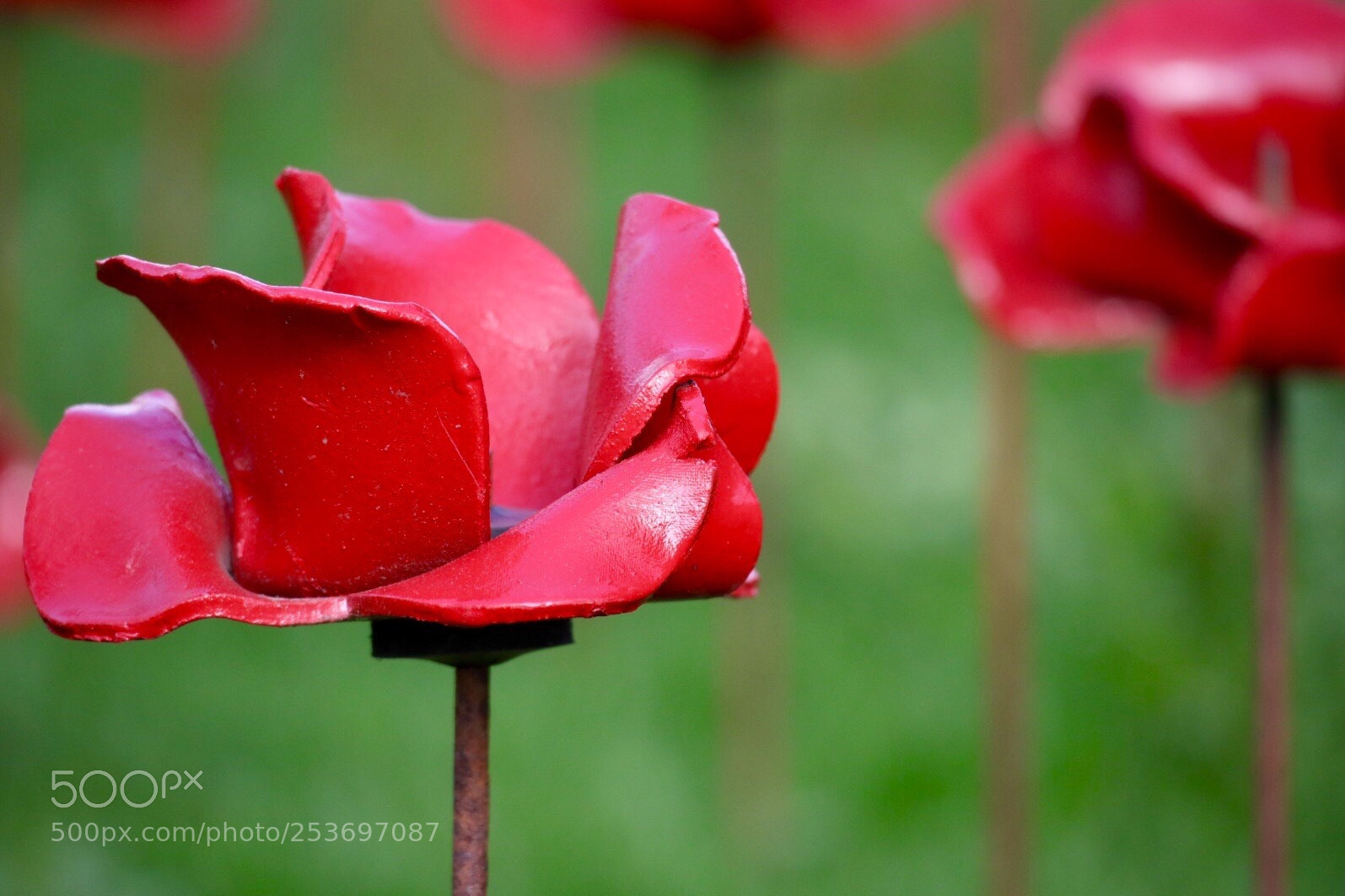Canon EOS M50 (EOS Kiss M) sample photo. Red & green photography