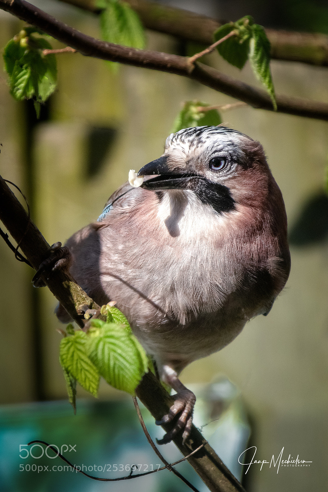 Canon EOS 7D Mark II sample photo. Vlaamse gaai photography