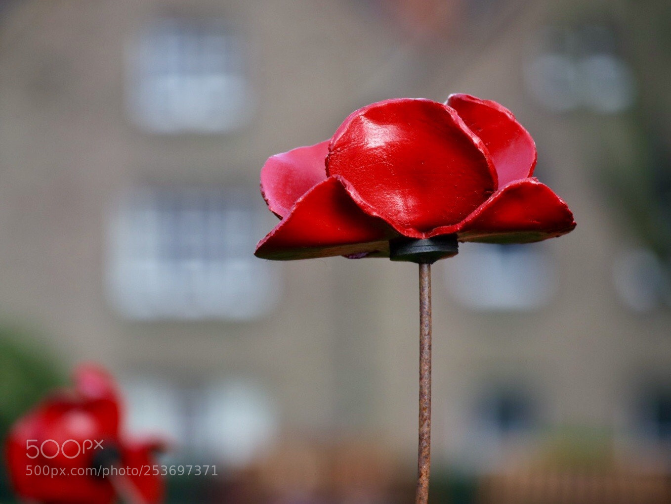 Canon EOS M50 (EOS Kiss M) sample photo. Poppy and house photography