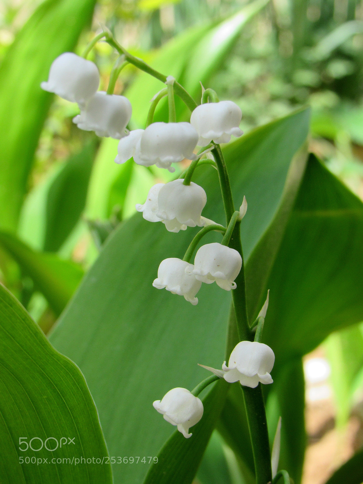 Canon PowerShot SX530 HS sample photo. Lily of the valley photography
