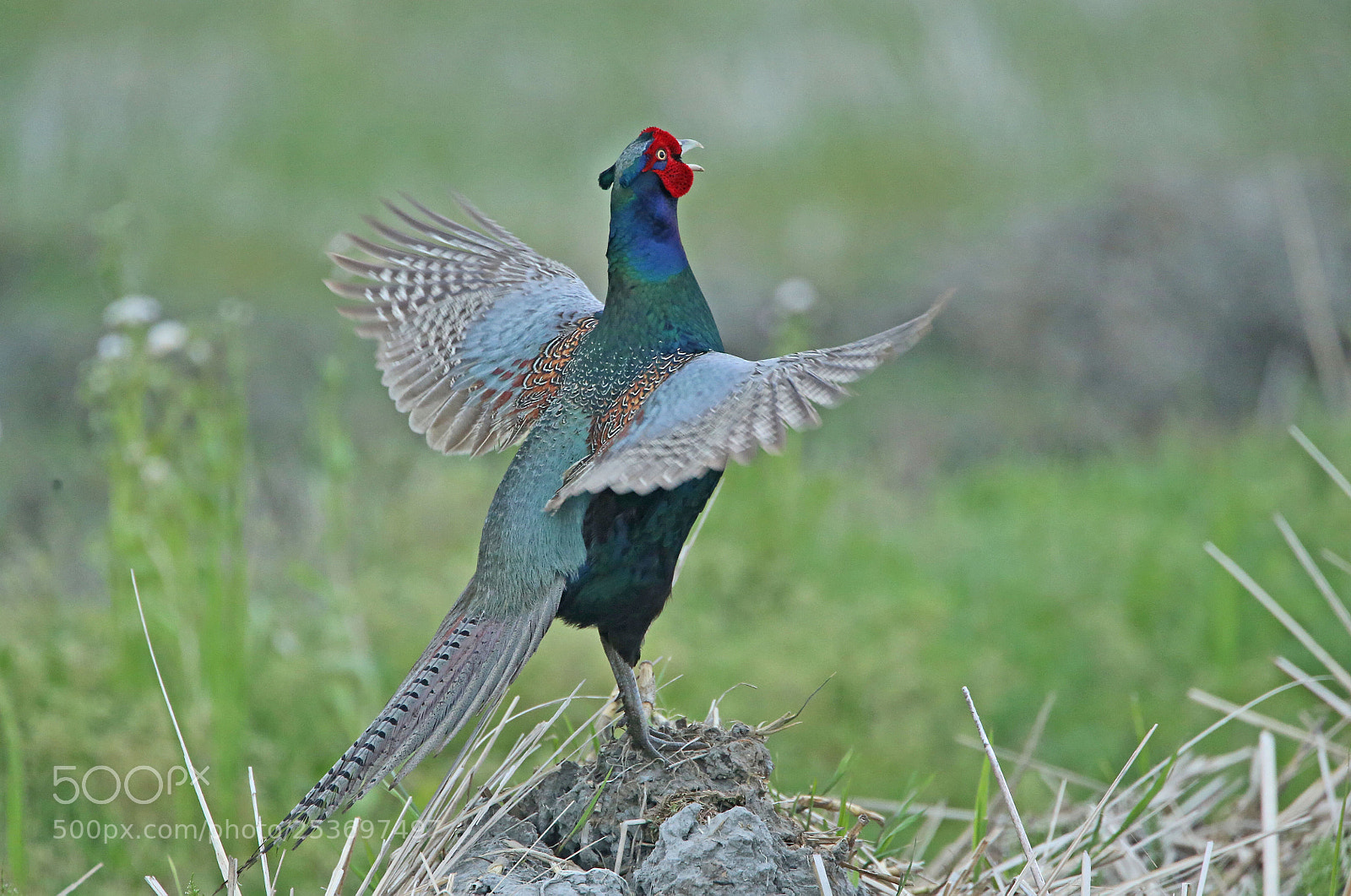 Canon EOS-1D X sample photo. Pheasant photography