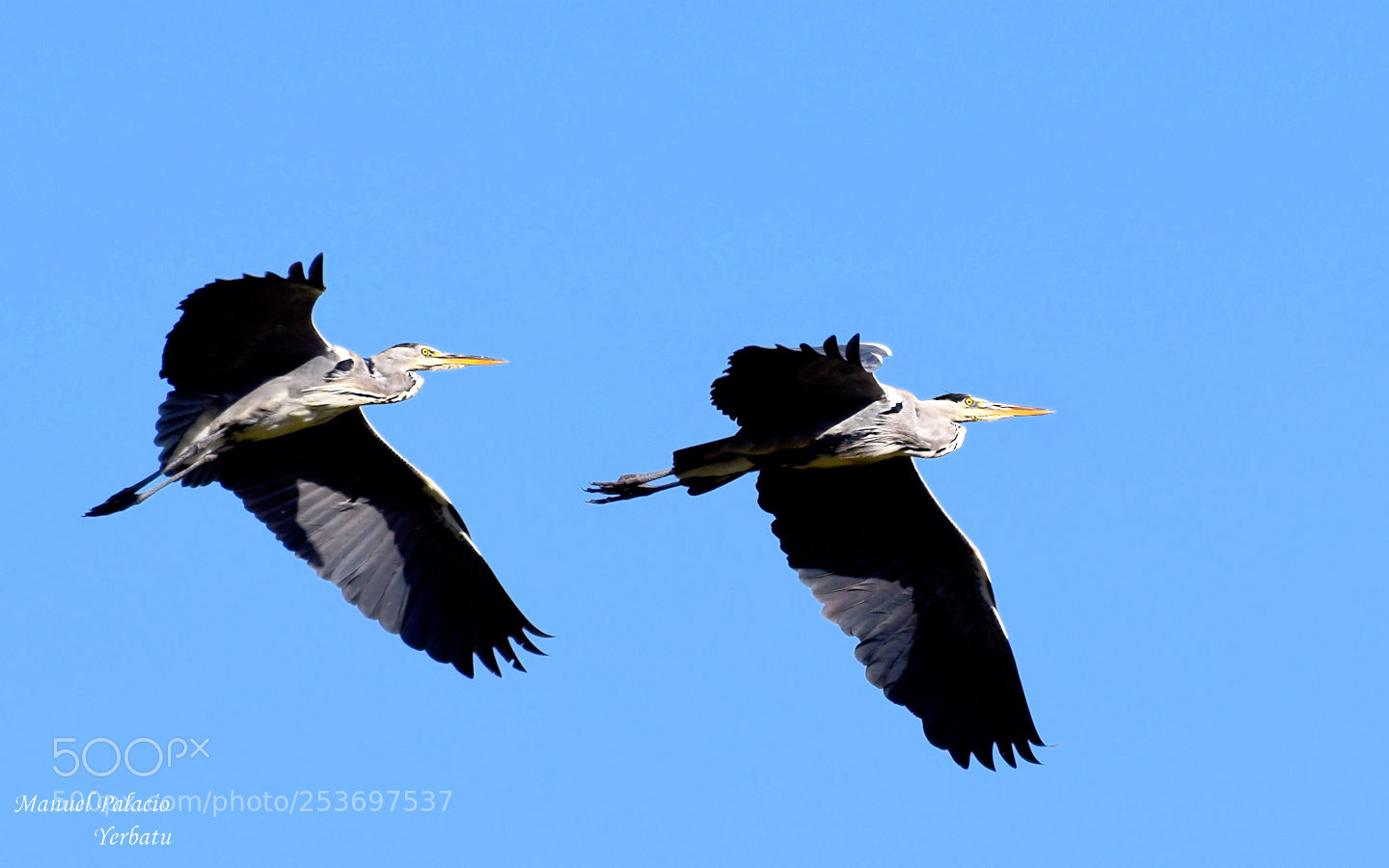 Nikon D5300 sample photo. Garzas reales photography