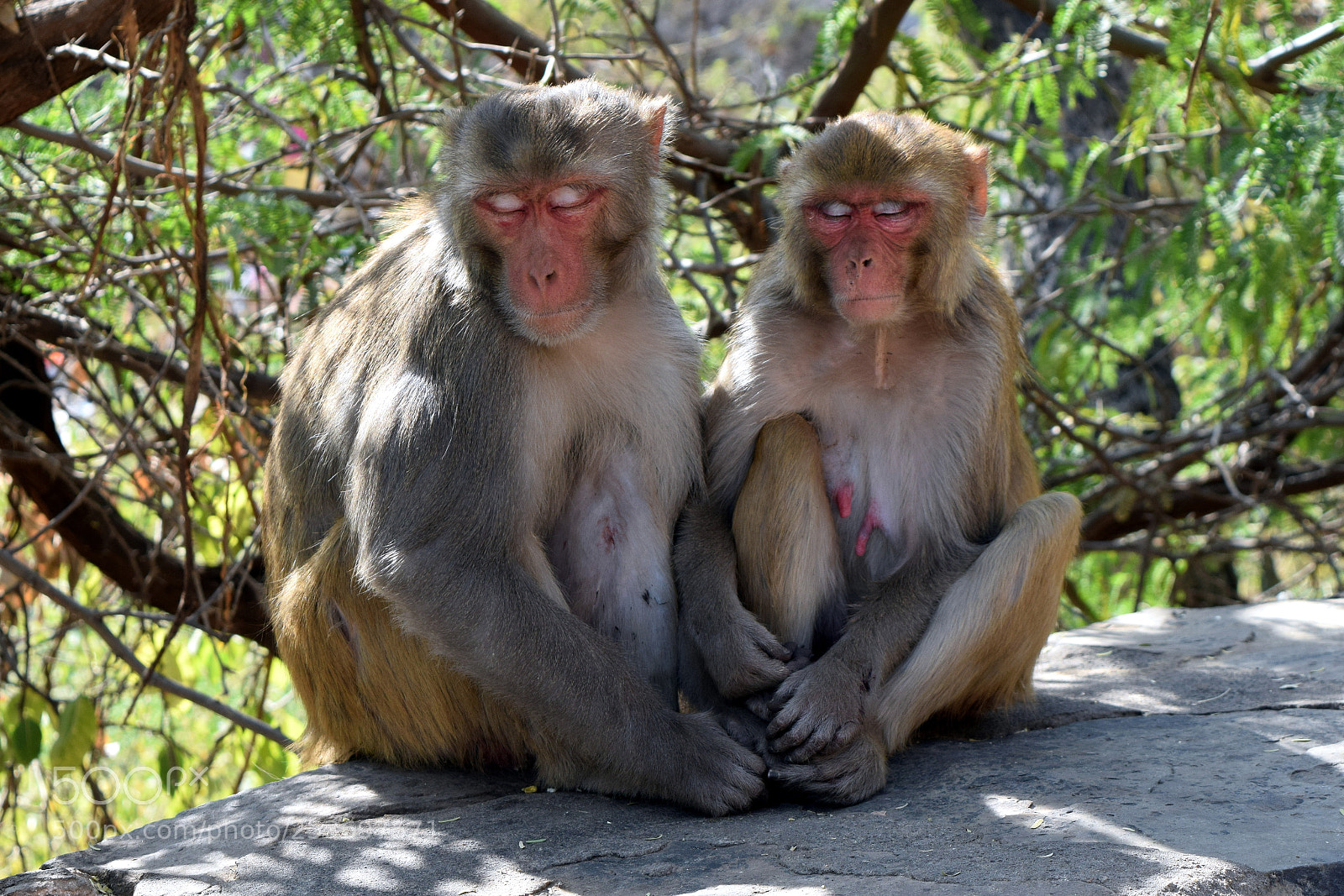 Nikon D3300 sample photo. Monkey couple in love! photography