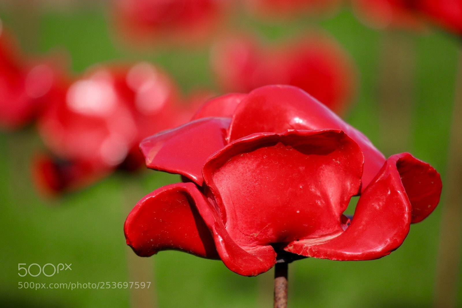 Canon EOS M50 (EOS Kiss M) sample photo. Red & green photography