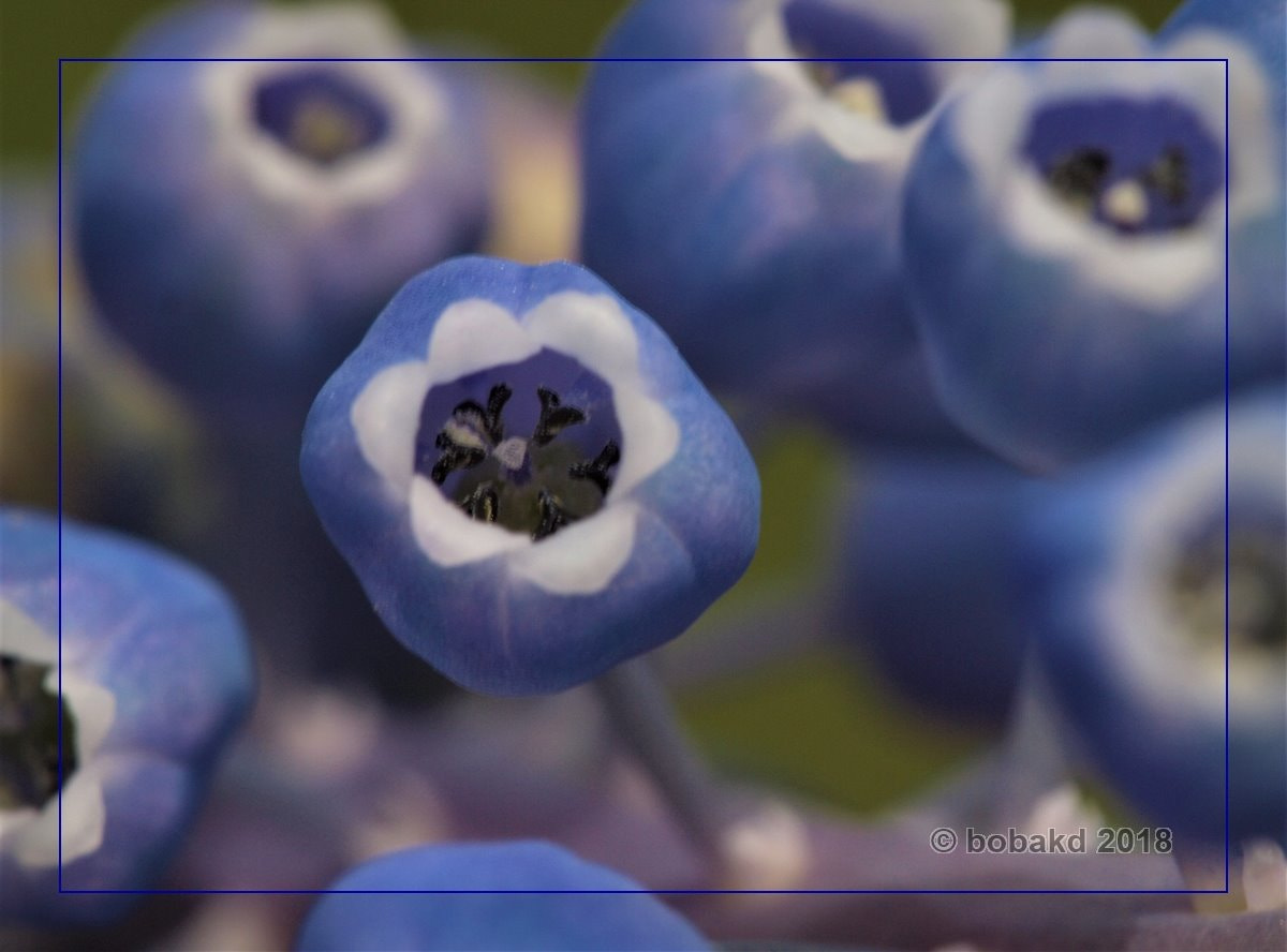Olympus E-620 (EVOLT E-620) sample photo. Flower photography
