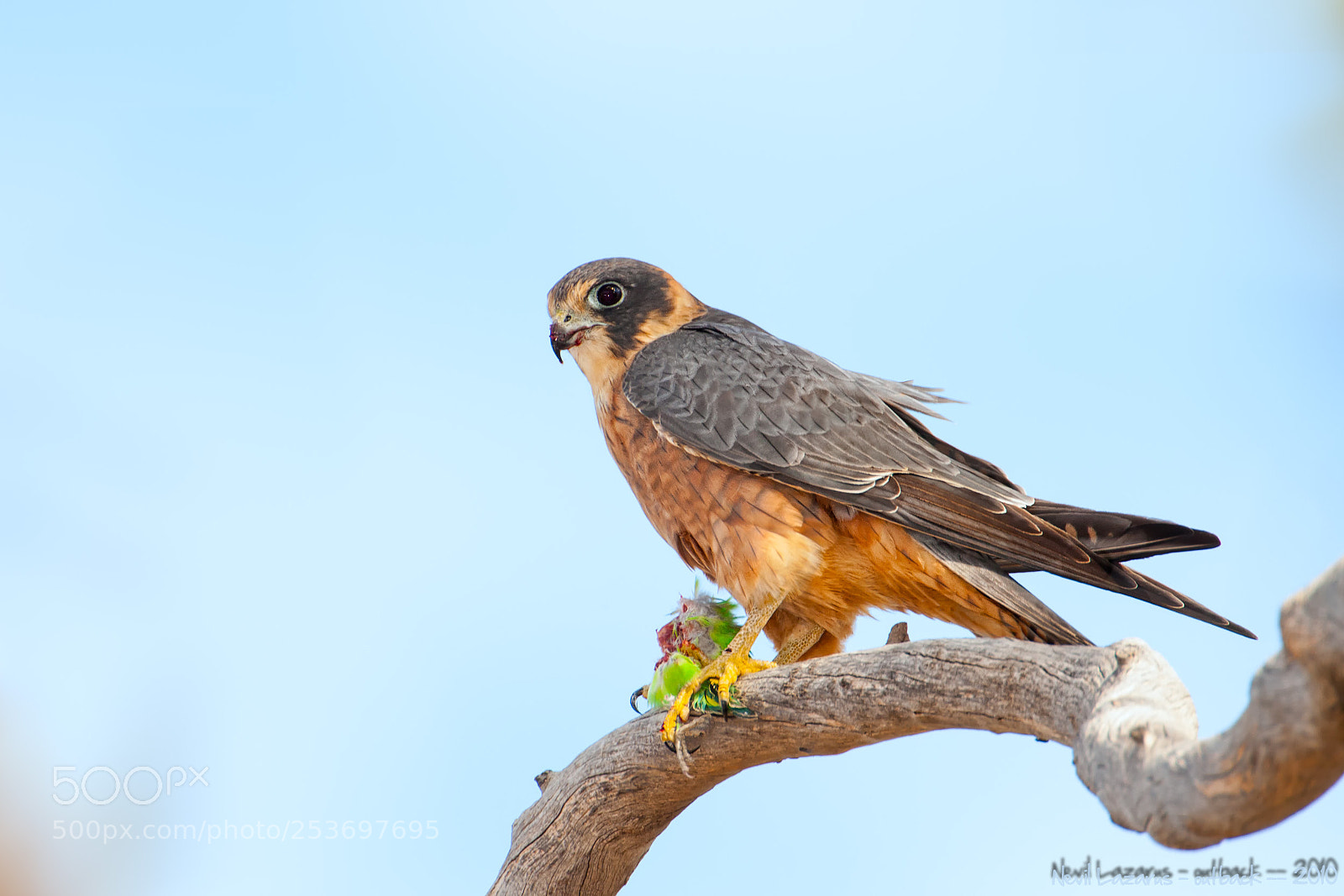 Canon EOS-1D Mark III sample photo. Hobby falcon eating budgerigar photography