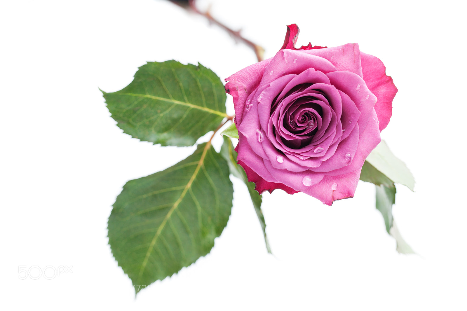 Canon EOS 5D Mark II sample photo. Pink rose isolated on photography