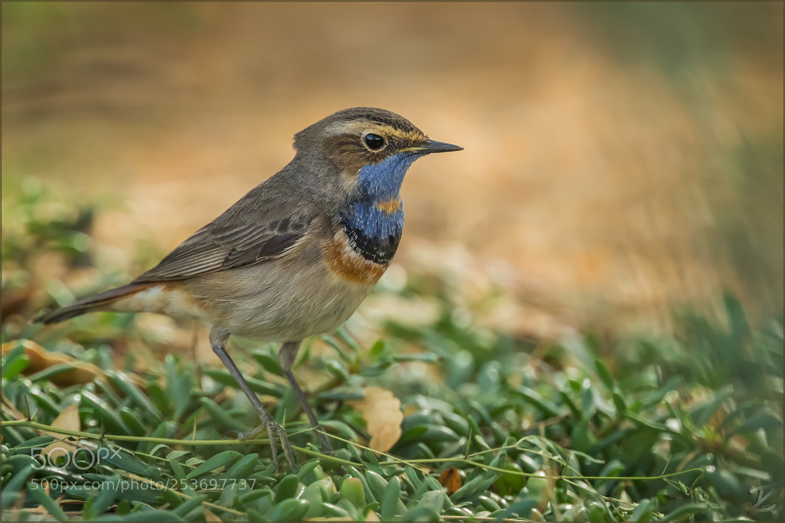 Canon EOS 7D Mark II sample photo. Rotsterniges blaukehlchen - bluethroat photography