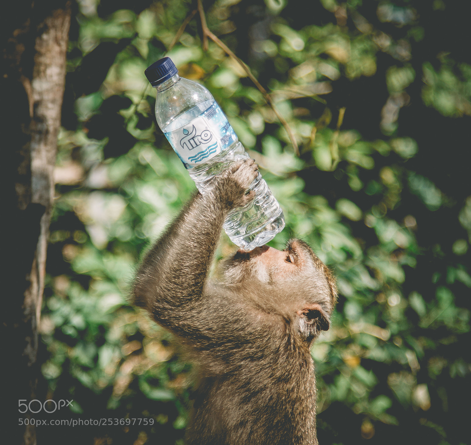 Canon EOS 7D sample photo. Monkey photography