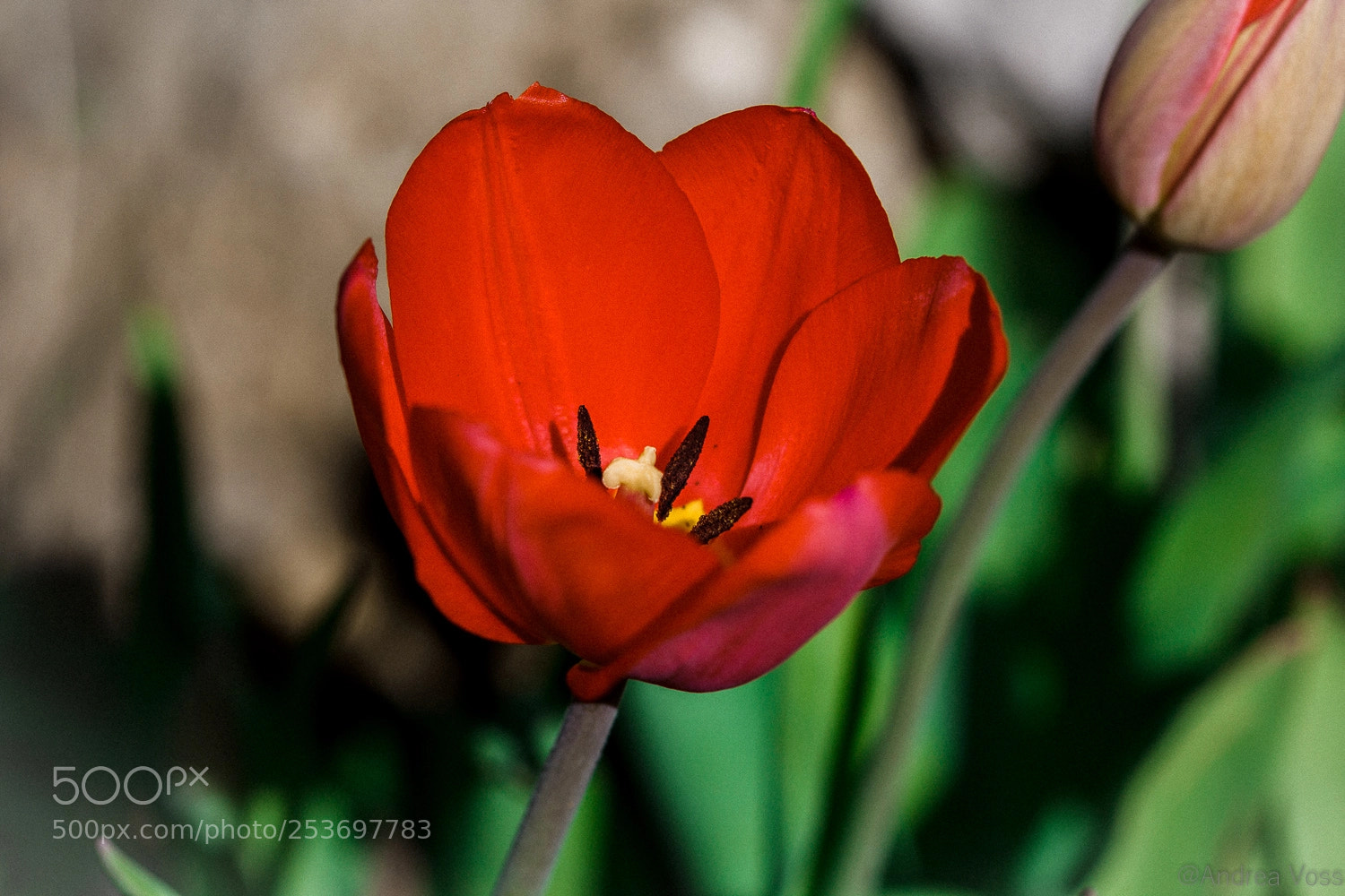 Canon EOS 60D sample photo. Tulpe im april photography