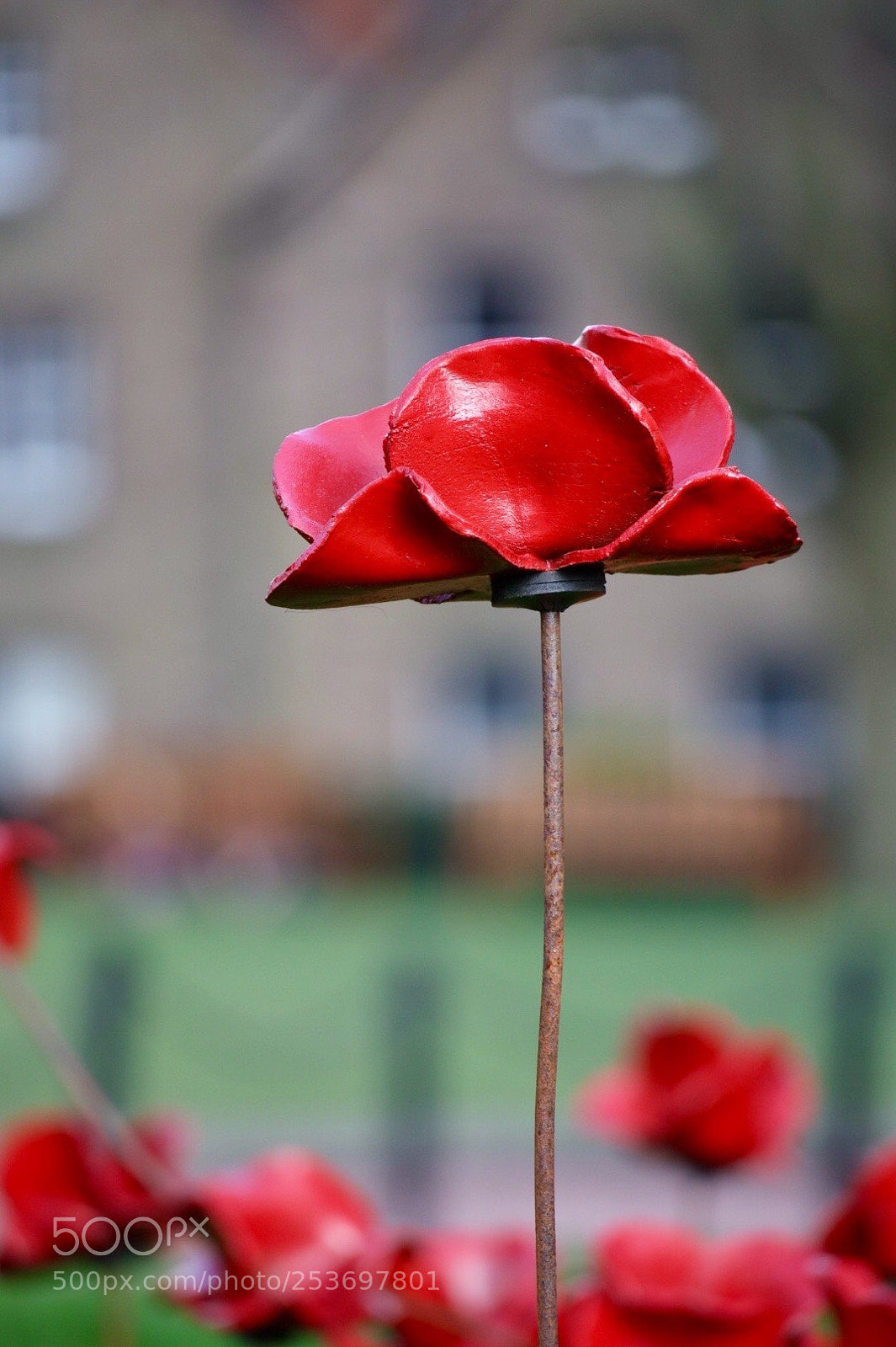 Canon EOS M50 (EOS Kiss M) sample photo. Poppy & house (2) photography