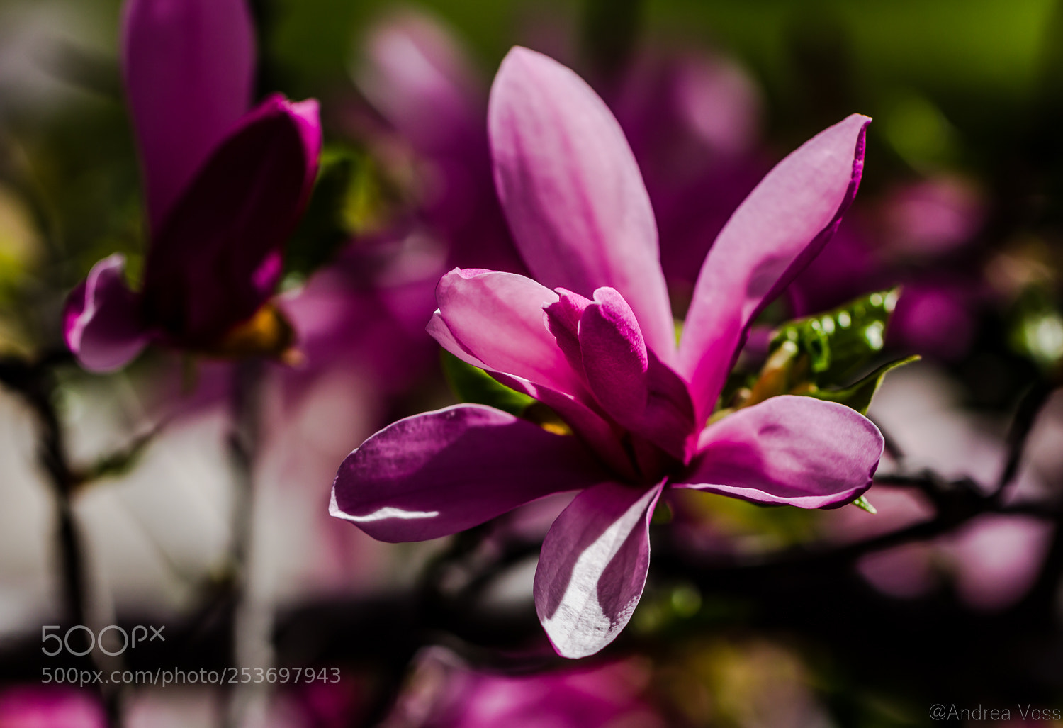 Canon EOS 60D sample photo. Magnolie photography
