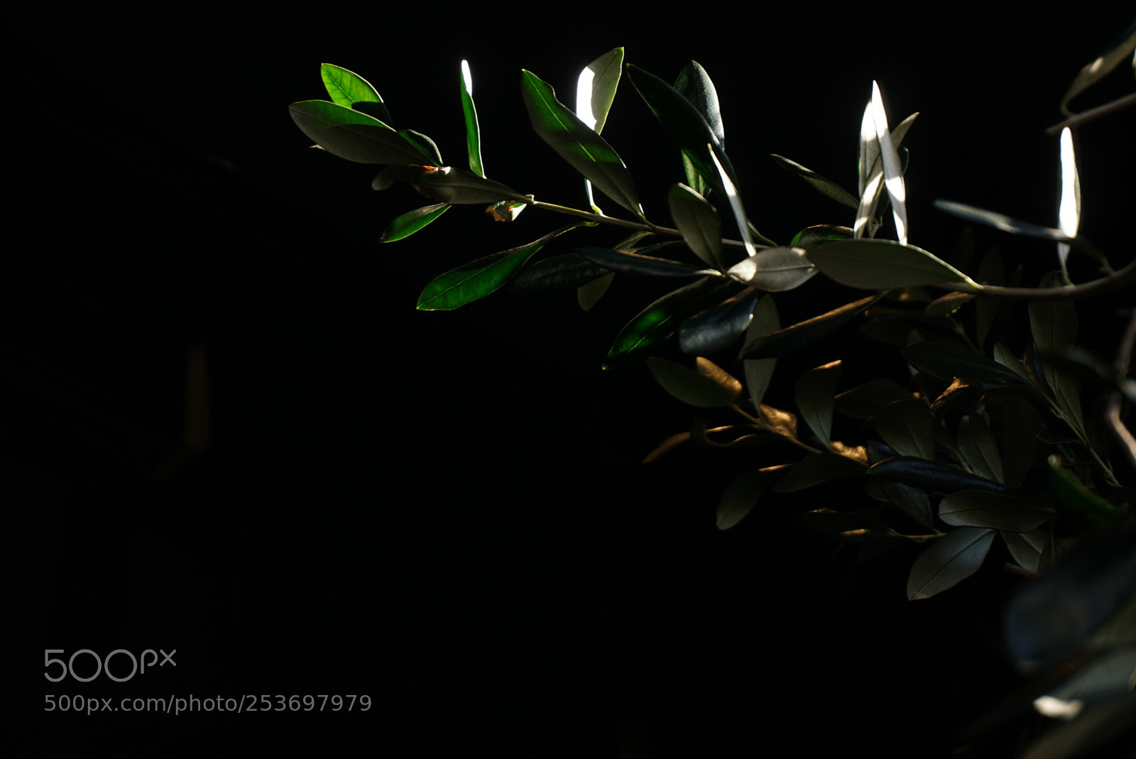 Sony a6000 sample photo. The olive brunch. photography