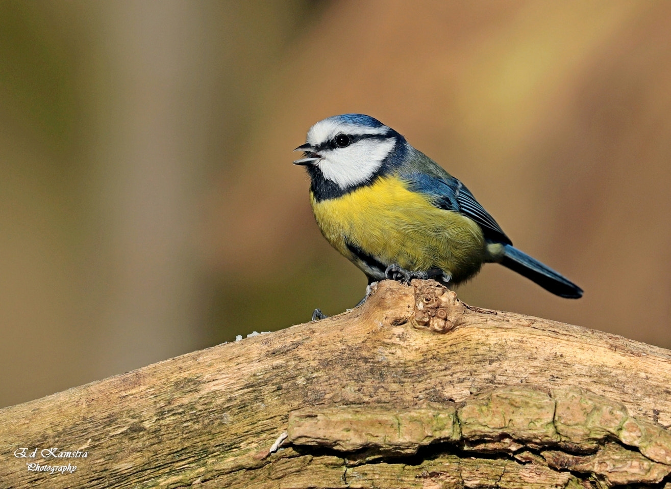 Canon EOS 5D Mark IV sample photo. Blue tit photography