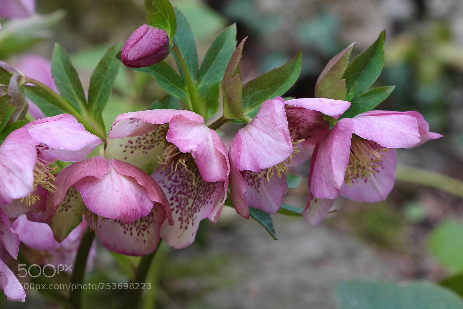 Canon EOS 700D (EOS Rebel T5i / EOS Kiss X7i) sample photo. Helleborus orientalis photography