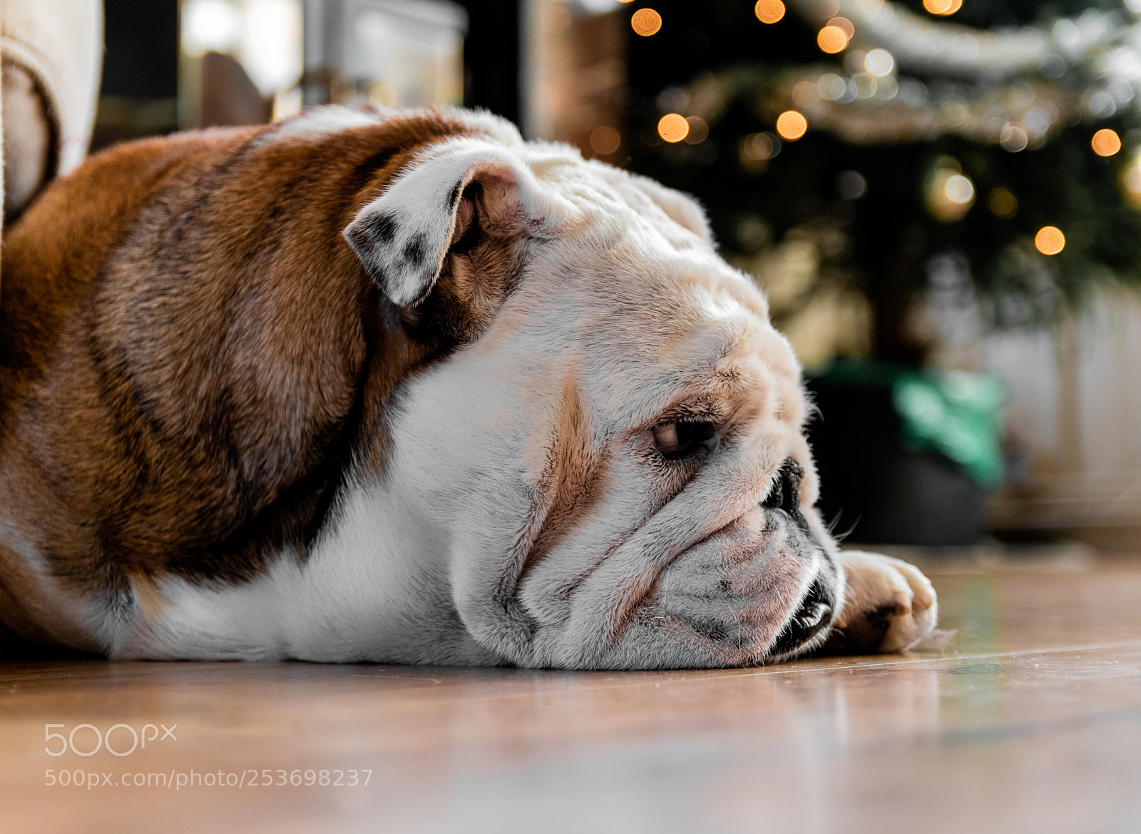 Nikon D5600 sample photo. A bulldog's christmas photography
