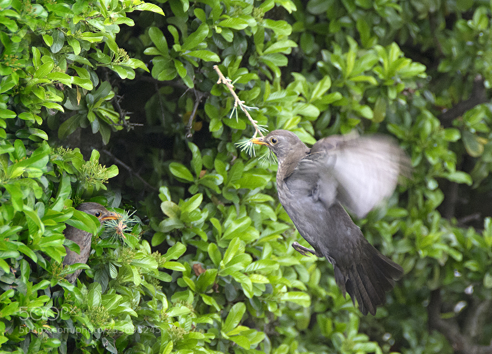 Nikon D7100 sample photo. Care for the nest photography