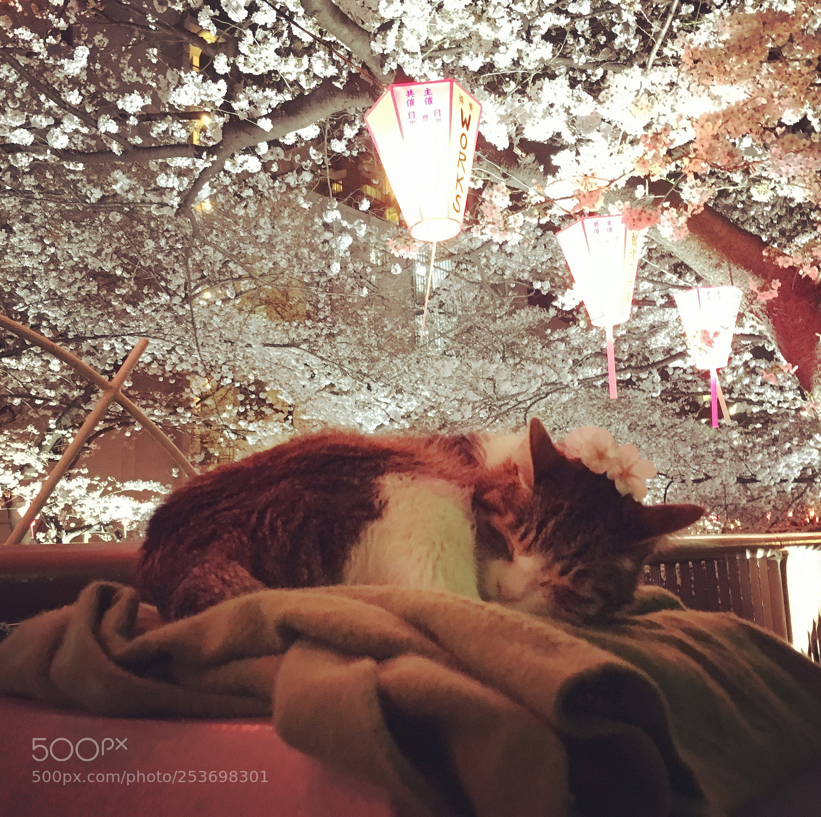 Apple iPhone 6s sample photo. Sleeping cat and cherry photography