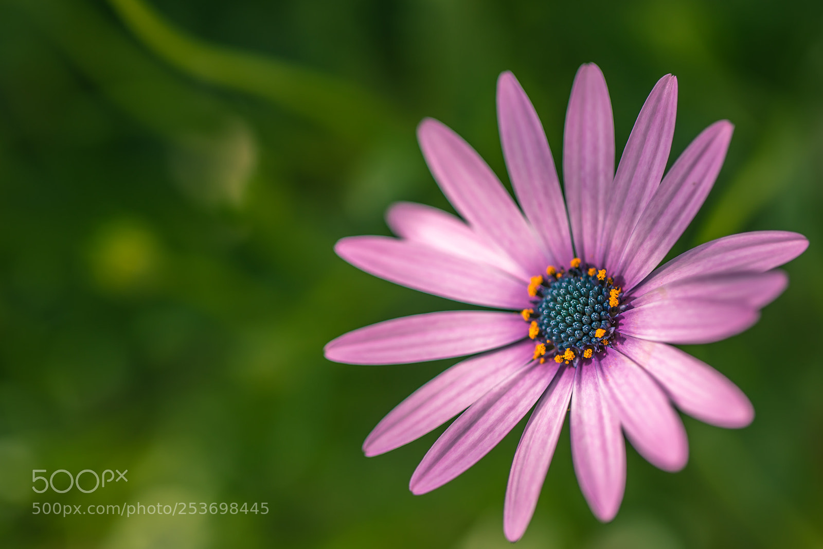 Canon EOS 5D Mark IV sample photo. Pink photography