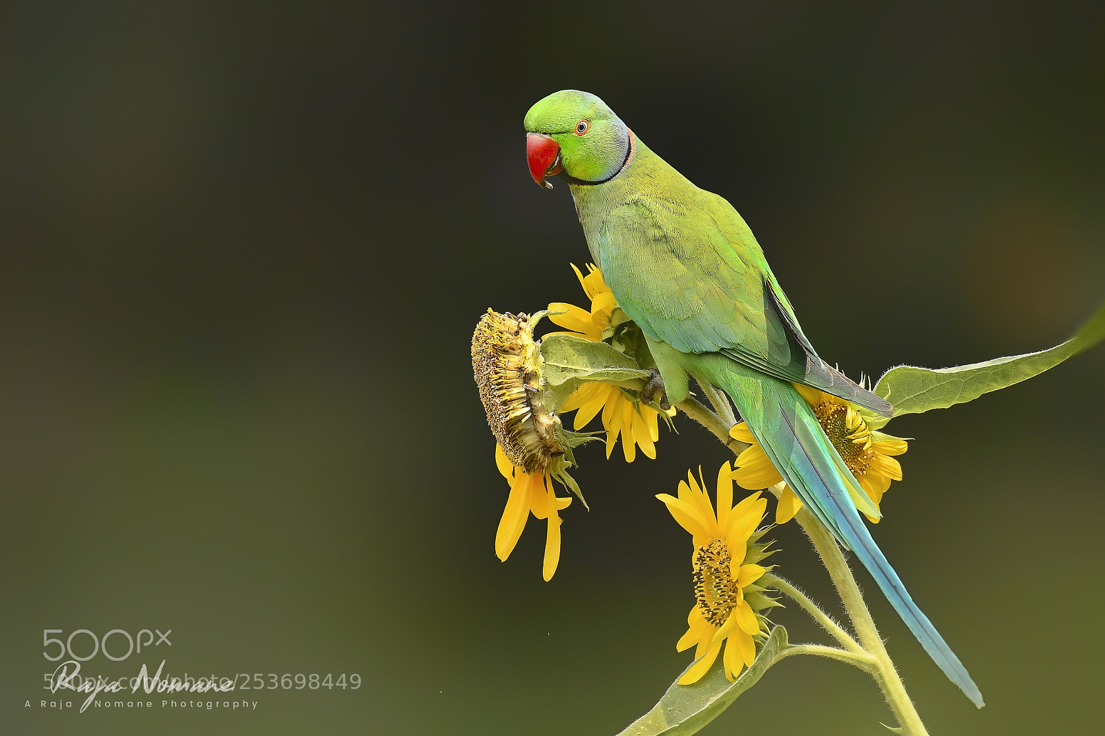 Nikon D500 sample photo. Mr. parakeet photography