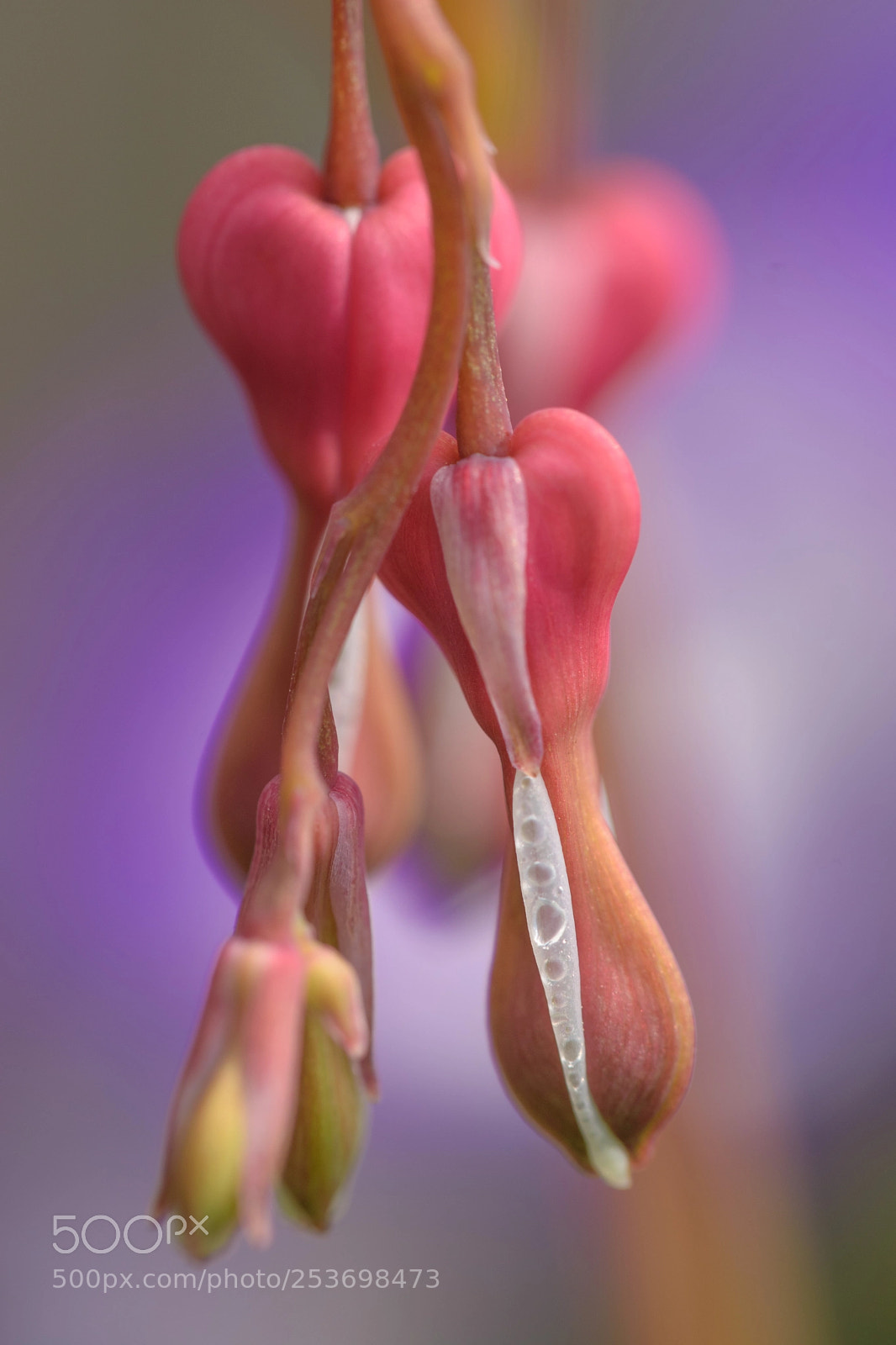 Nikon D5500 sample photo. I'm in love with photography