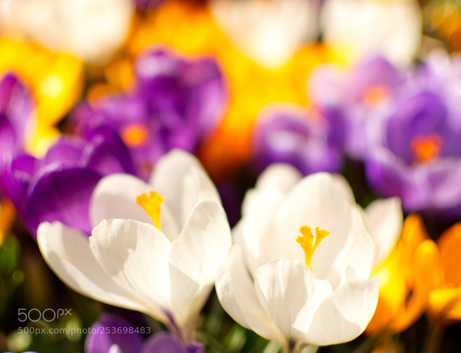 Nikon D5300 sample photo. White flowers photography