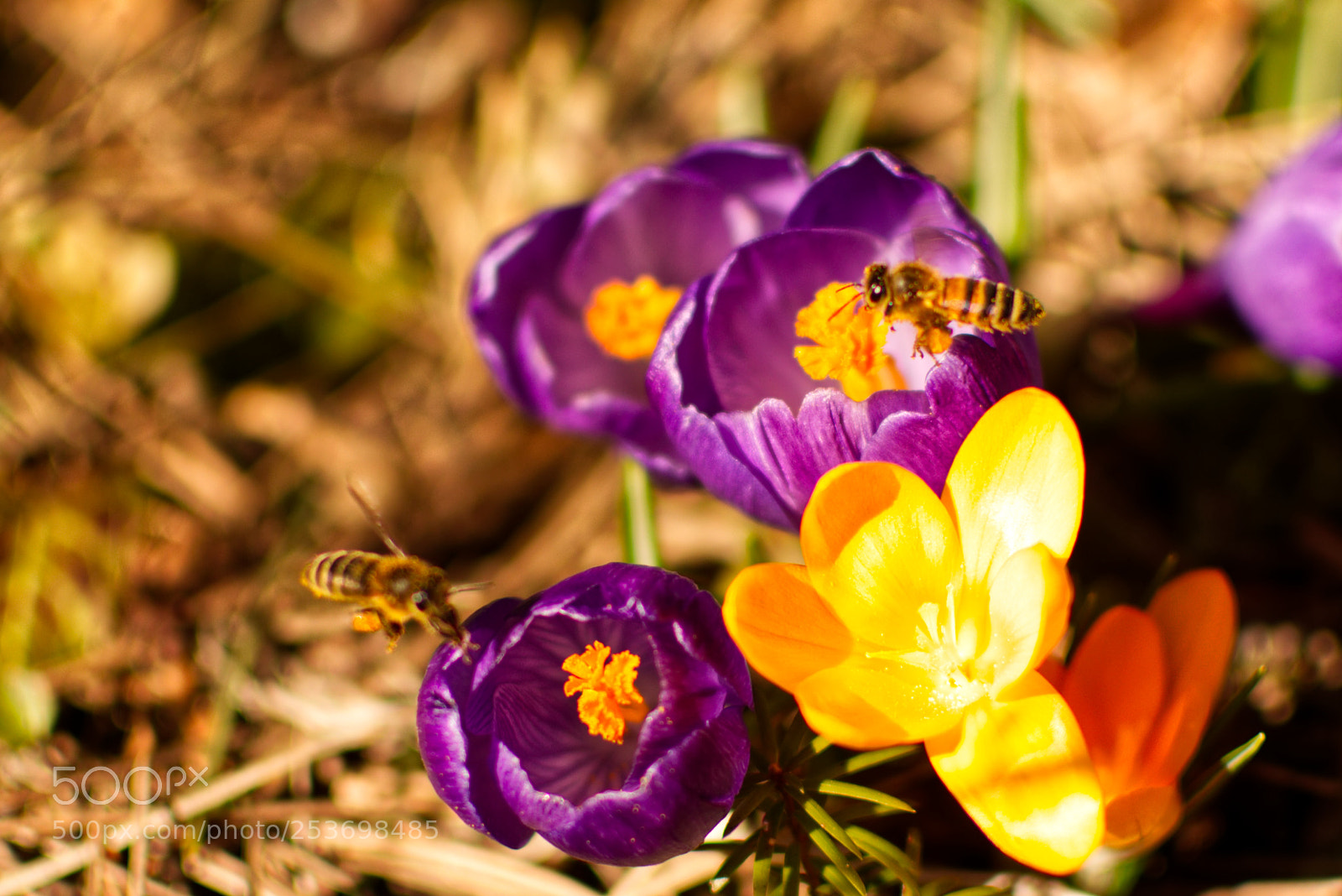 Nikon D5300 sample photo. Working bee photography