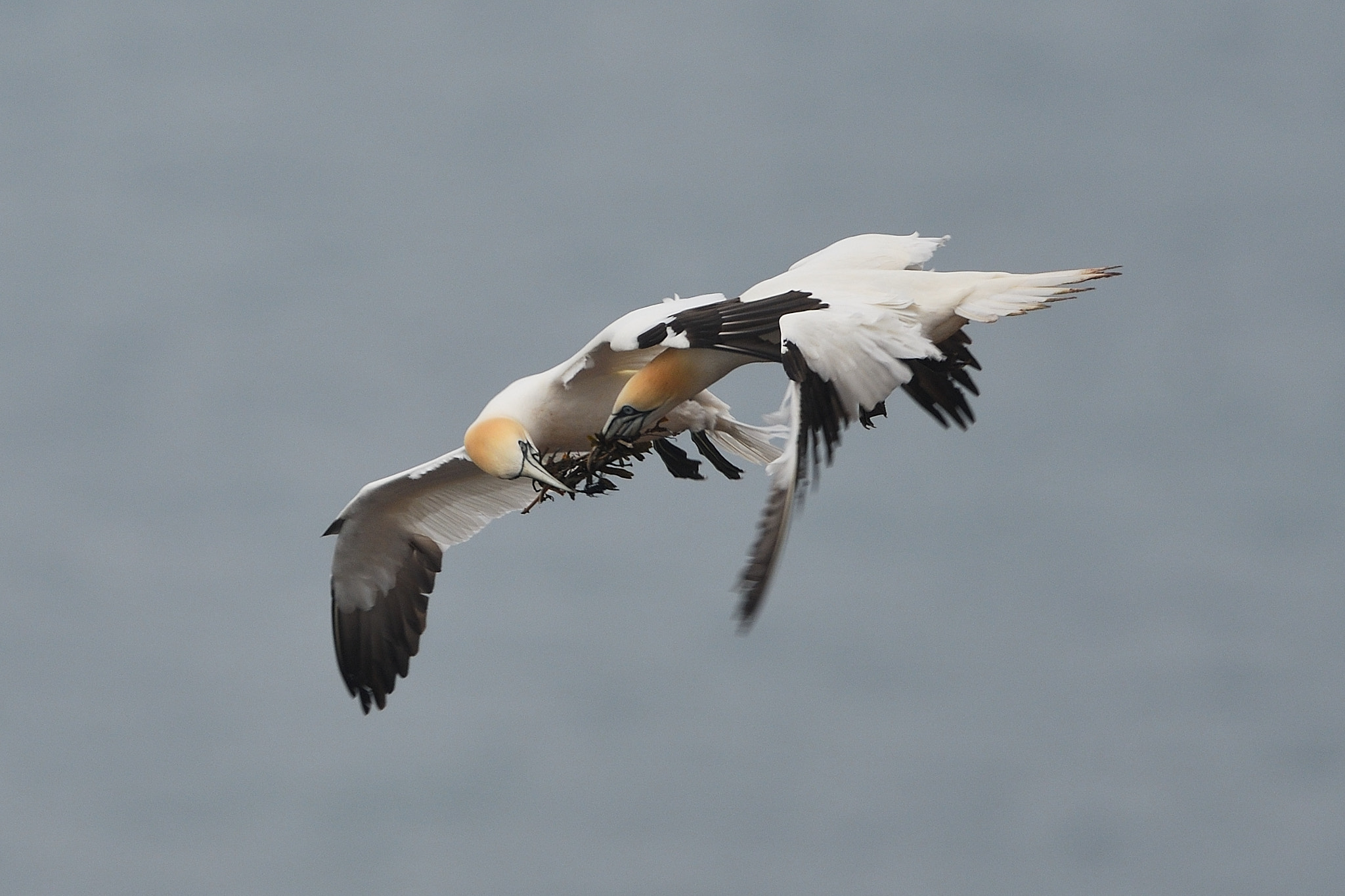 Nikon AF-S Nikkor 500mm F4G ED VR sample photo. Jealousy about nesting material photography