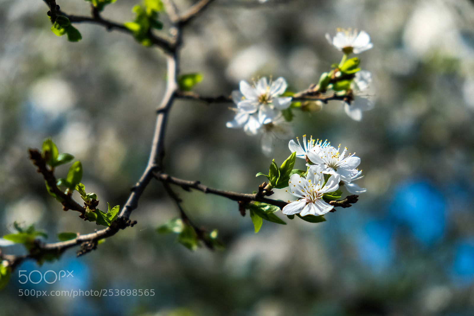 Fujifilm X-Pro2 sample photo. Wild plum blossom photography