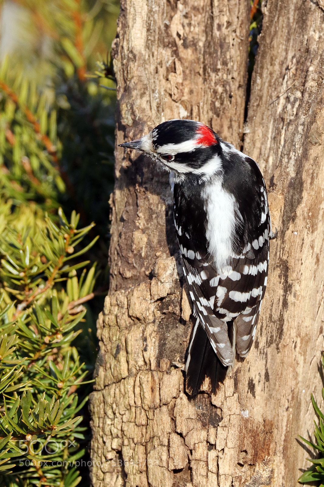Canon EOS 7D Mark II sample photo. Male downy woodpecker photography