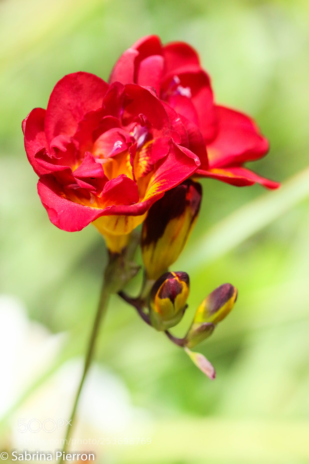 Canon EOS 70D sample photo. Red spring flower photography