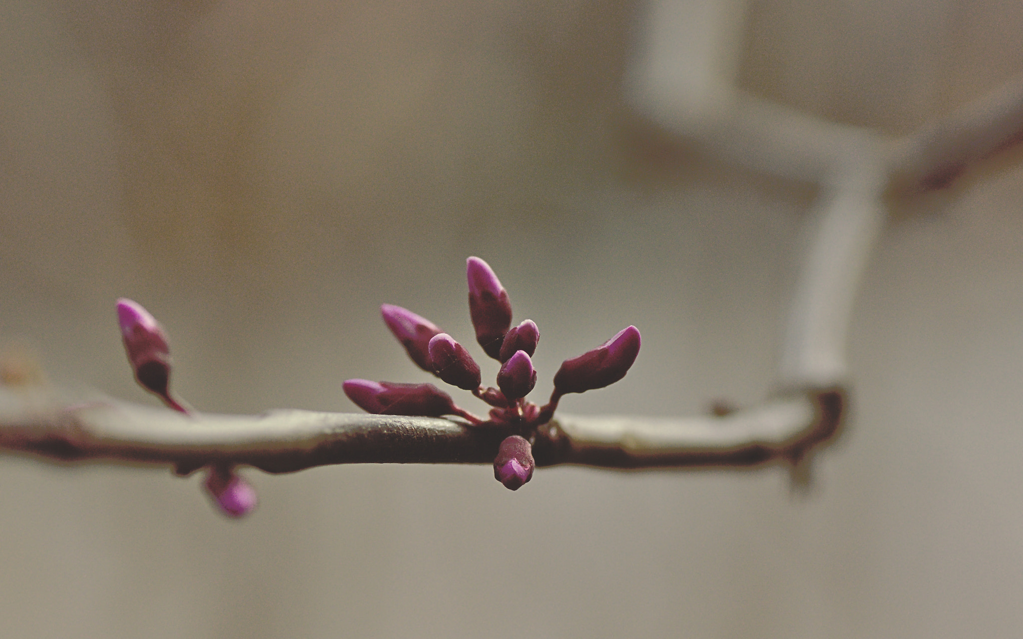 Sony SLT-A65 (SLT-A65V) + Tamron SP AF 90mm F2.8 Di Macro sample photo. More spring #7/8 photography