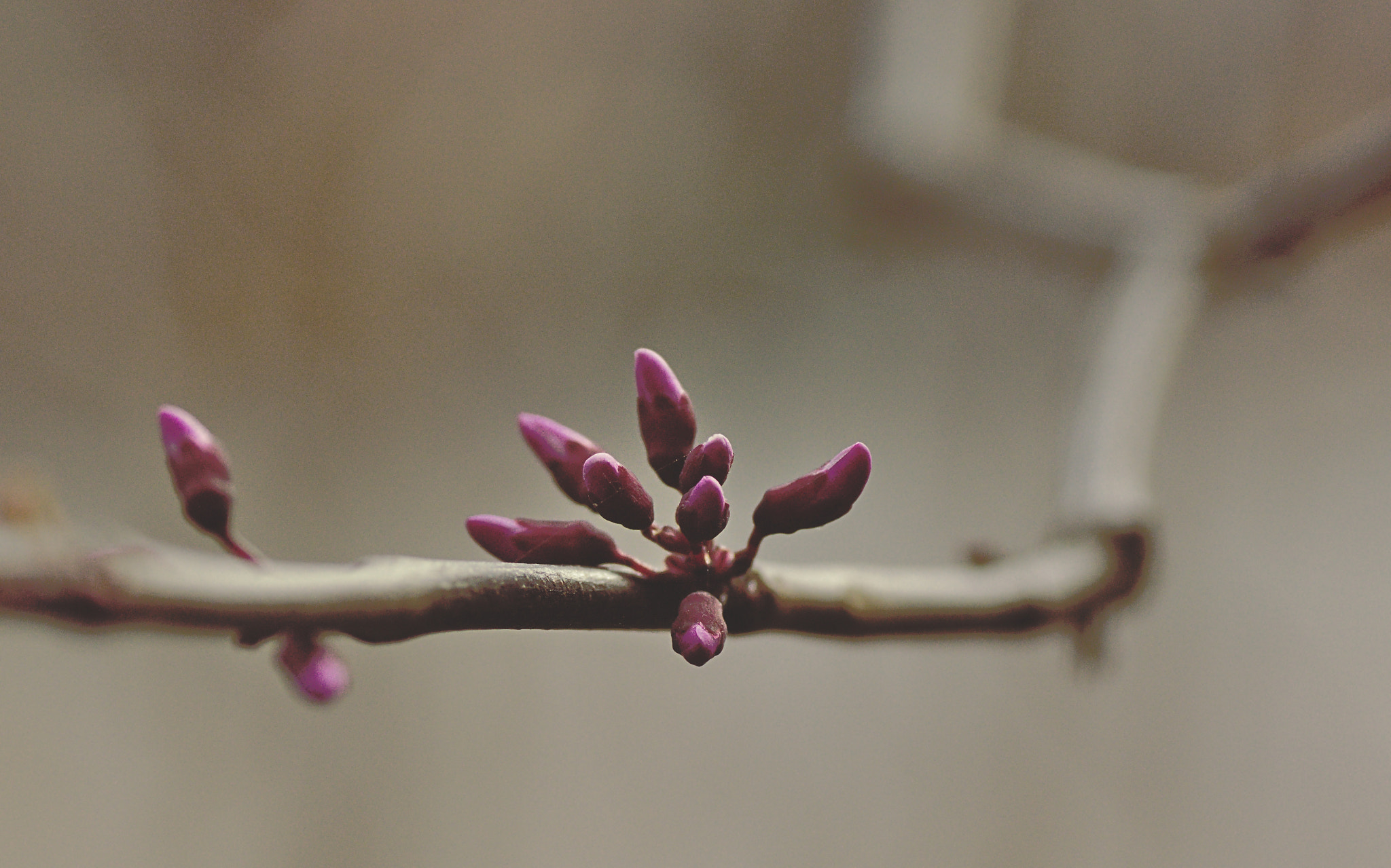 Sony SLT-A65 (SLT-A65V) sample photo. More spring #7/8 photography