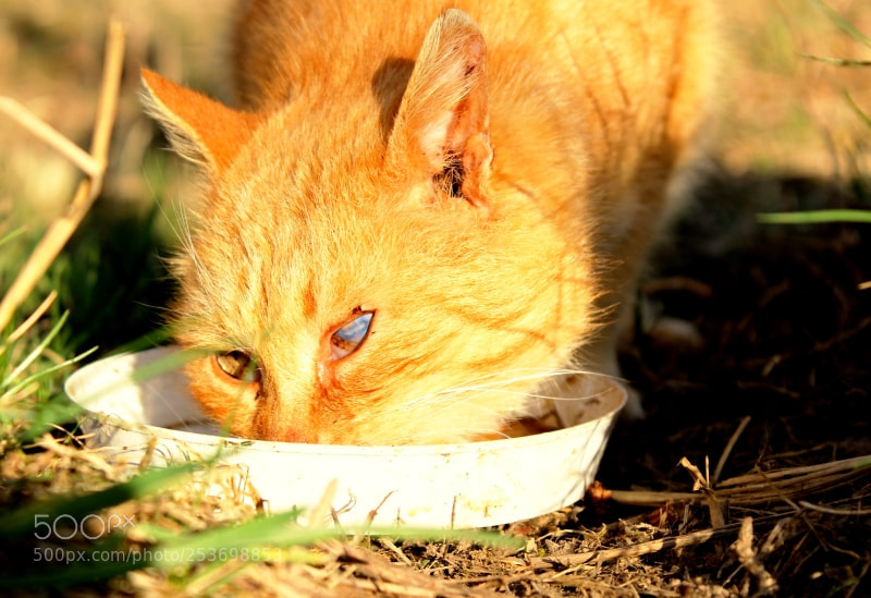 Canon EF-S 18-55mm F3.5-5.6 III sample photo. Cat without eye :( photography