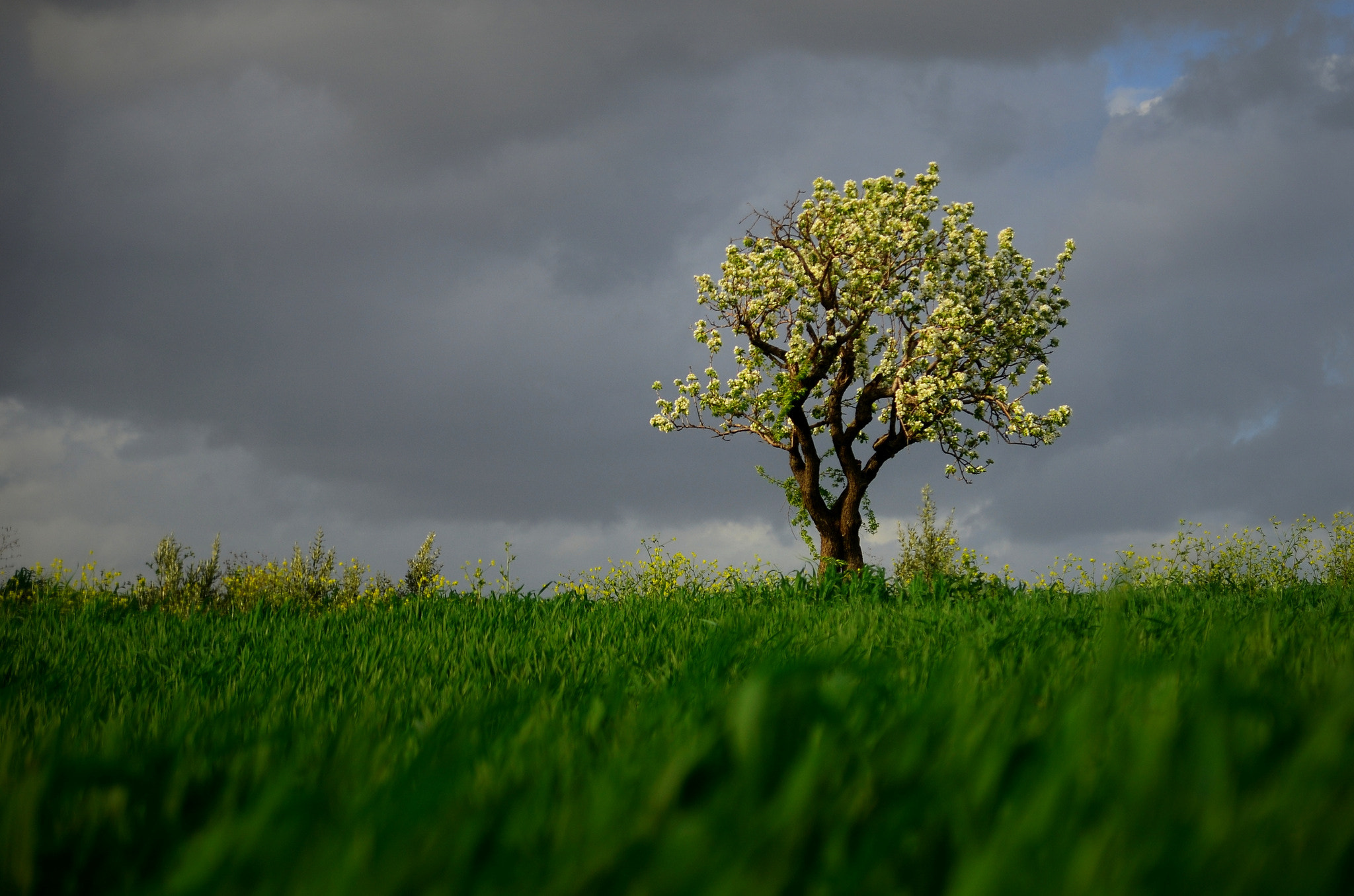 Nikon D7000 sample photo. Bahar, spring photography