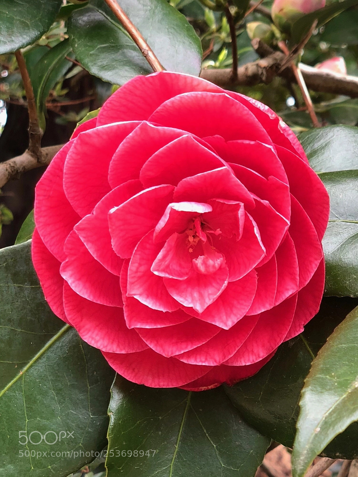 Apple iPhone X sample photo. Red rose wild  photography