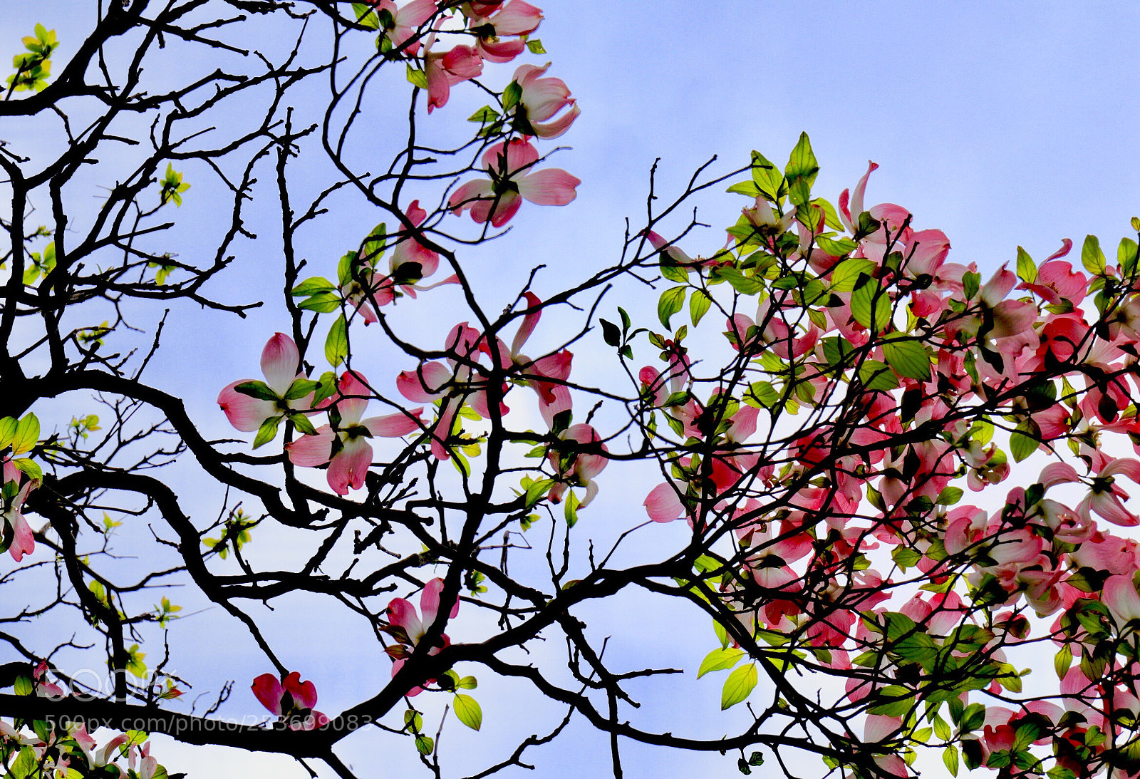 Canon EOS M5 sample photo. Cornus florida photography