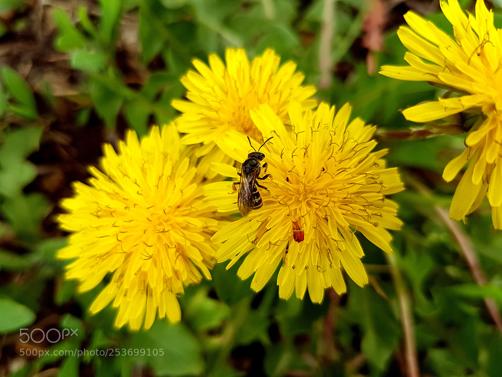 Samsung Galaxy S7 Edge sample photo. Little bee photography