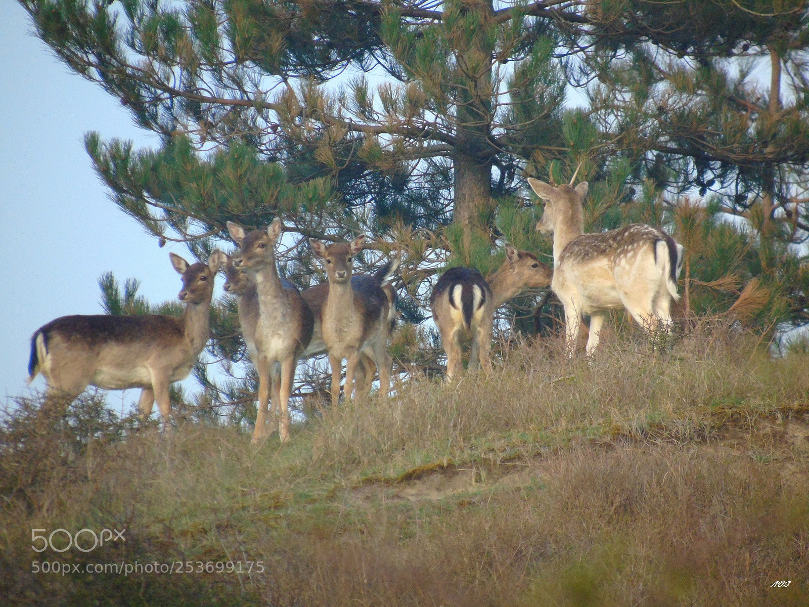 Sony Cyber-shot DSC-H400 sample photo. In the forest photography