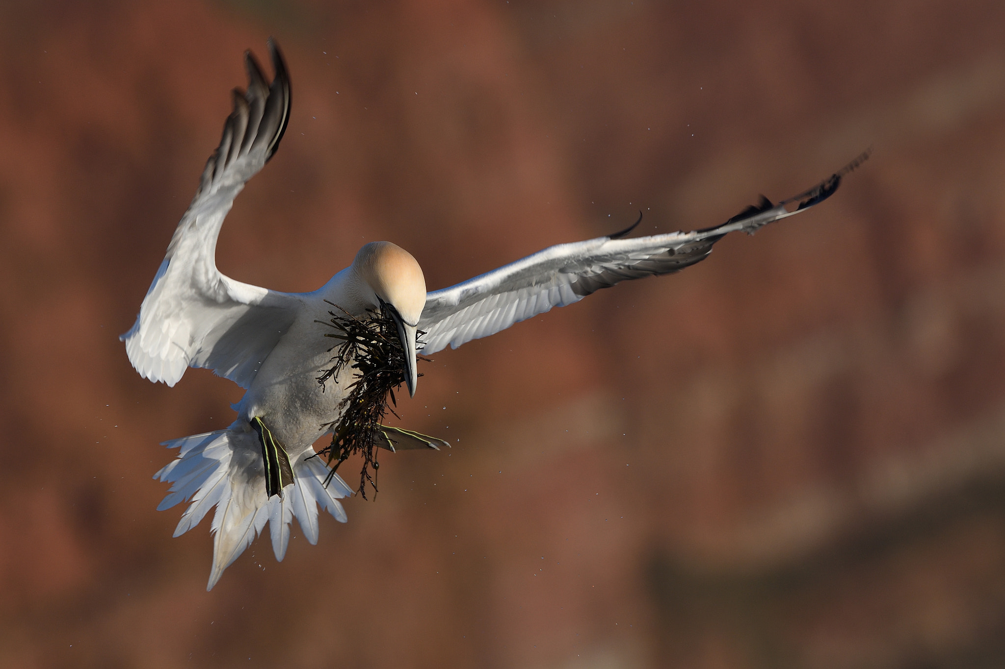 Nikon D850 + Nikon AF-S Nikkor 500mm F4G ED VR sample photo. Nesting material photography