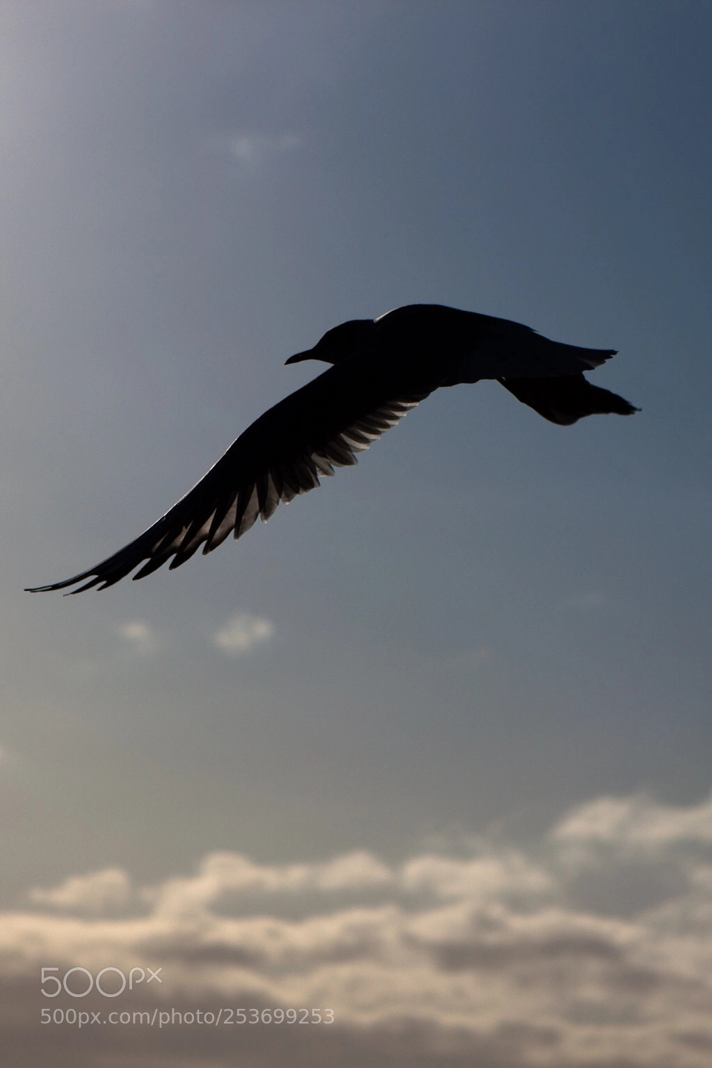 Canon EOS 500D (EOS Rebel T1i / EOS Kiss X3) sample photo. A seagull photography