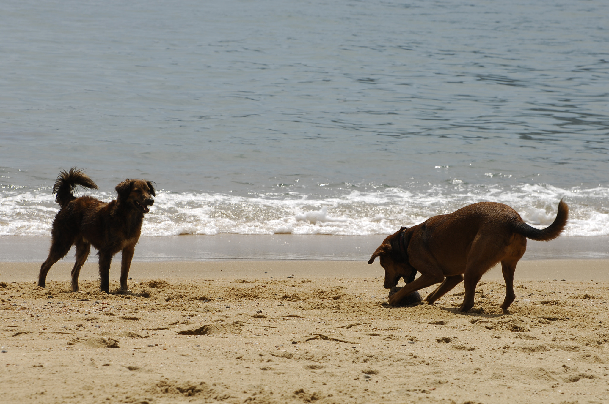 Nikon D2X + Nikon AF-S Nikkor 70-300mm F4.5-5.6G VR sample photo. Dogs playing photography