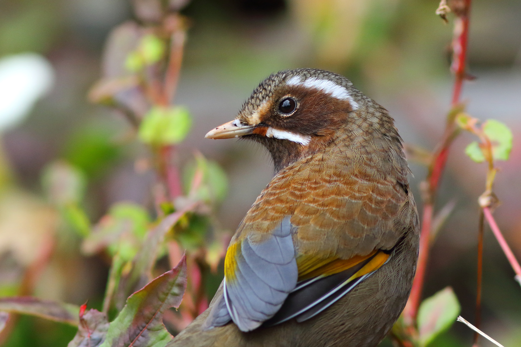 Canon EOS 7D Mark II + Canon EF 300mm F4L IS USM sample photo. 金翼白眉 garrulax morrisonianus photography