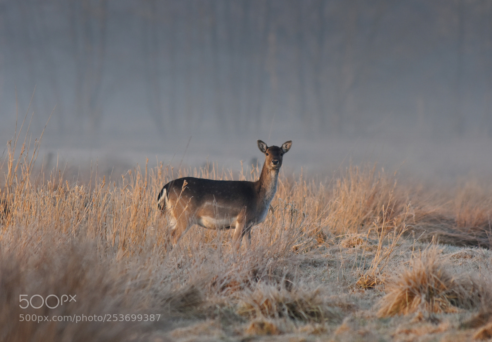 Nikon D7200 sample photo. Deer in morning light photography