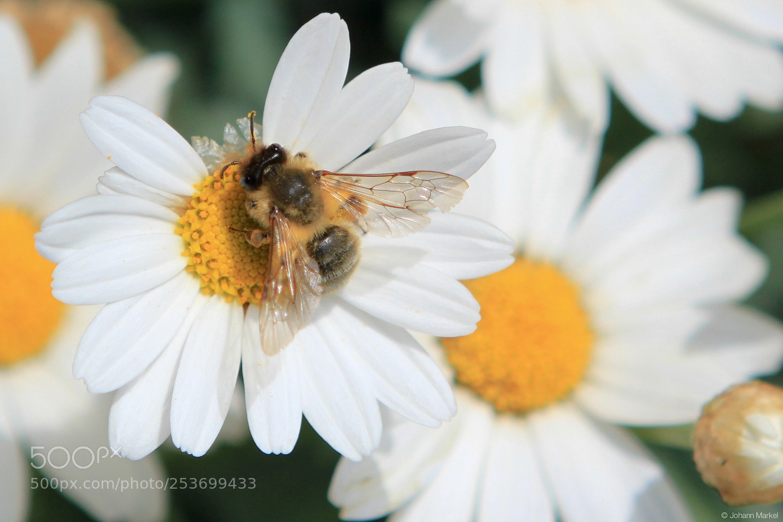 Canon EOS 500D (EOS Rebel T1i / EOS Kiss X3) sample photo. Bees in the garden photography
