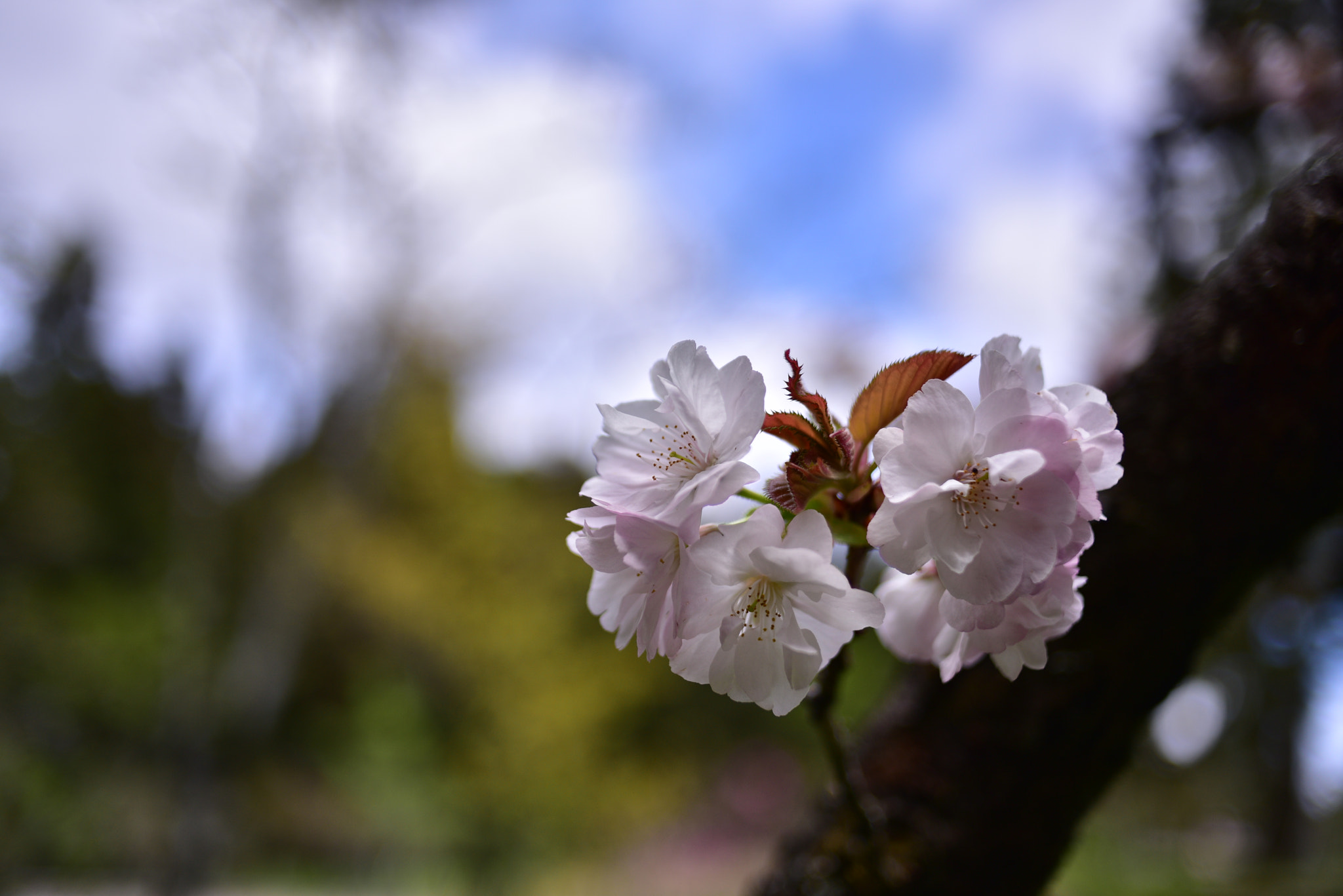 Nikon D810 + Manual Lens No CPU sample photo. 高砂櫻 cerasus sieboldii photography