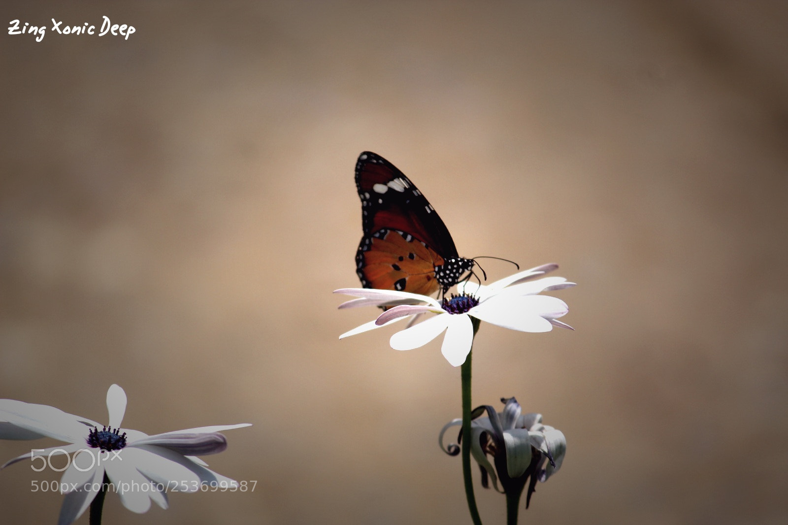 Canon EOS 1300D (EOS Rebel T6 / EOS Kiss X80) sample photo. Butterfly photography