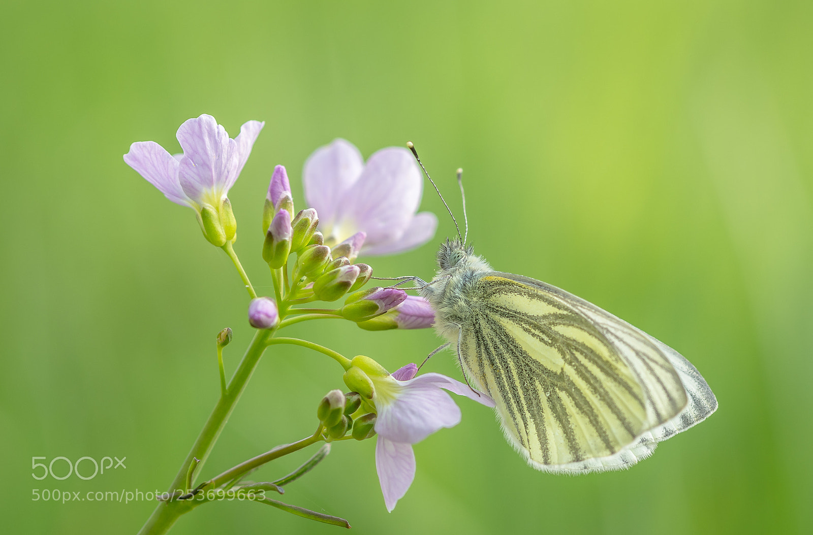 Nikon D7100 sample photo. Green veined white pieris photography