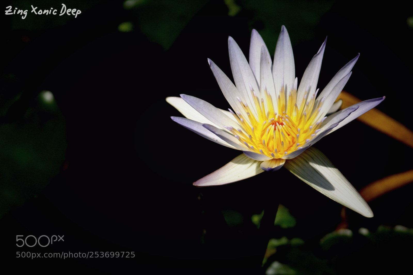 Canon EOS 1300D (EOS Rebel T6 / EOS Kiss X80) sample photo. Lotus photography
